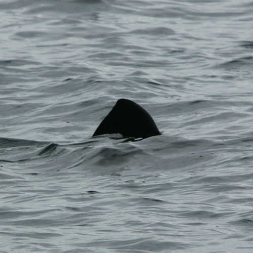Basking Shark Sighting